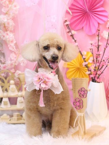 20250315チロくん